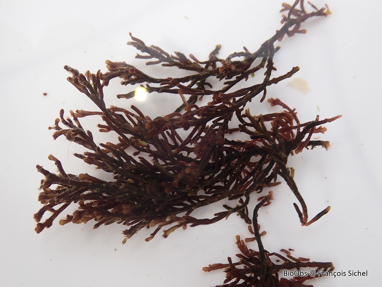 Fausse dulse poivrée - Osmundea hybrida - François Sichel - BioObs