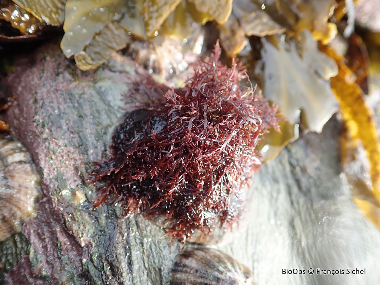 Gelidium enchevêtré - Gelidium pulchellum - François Sichel - BioObs