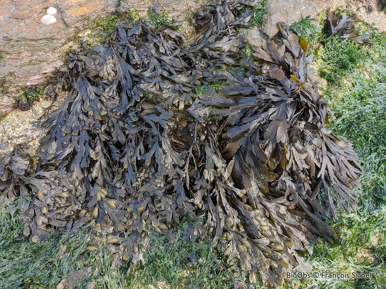 Fucus de Guiry - Fucus guiryi - François Sichel - BioObs