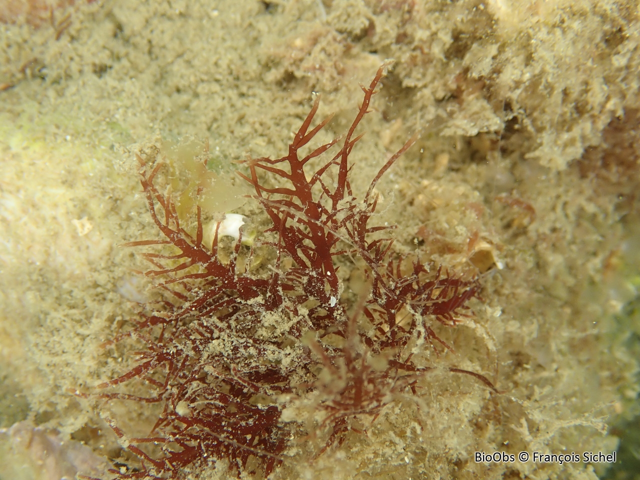 Gelidium enchevêtré - Gelidium pulchellum - François Sichel - BioObs