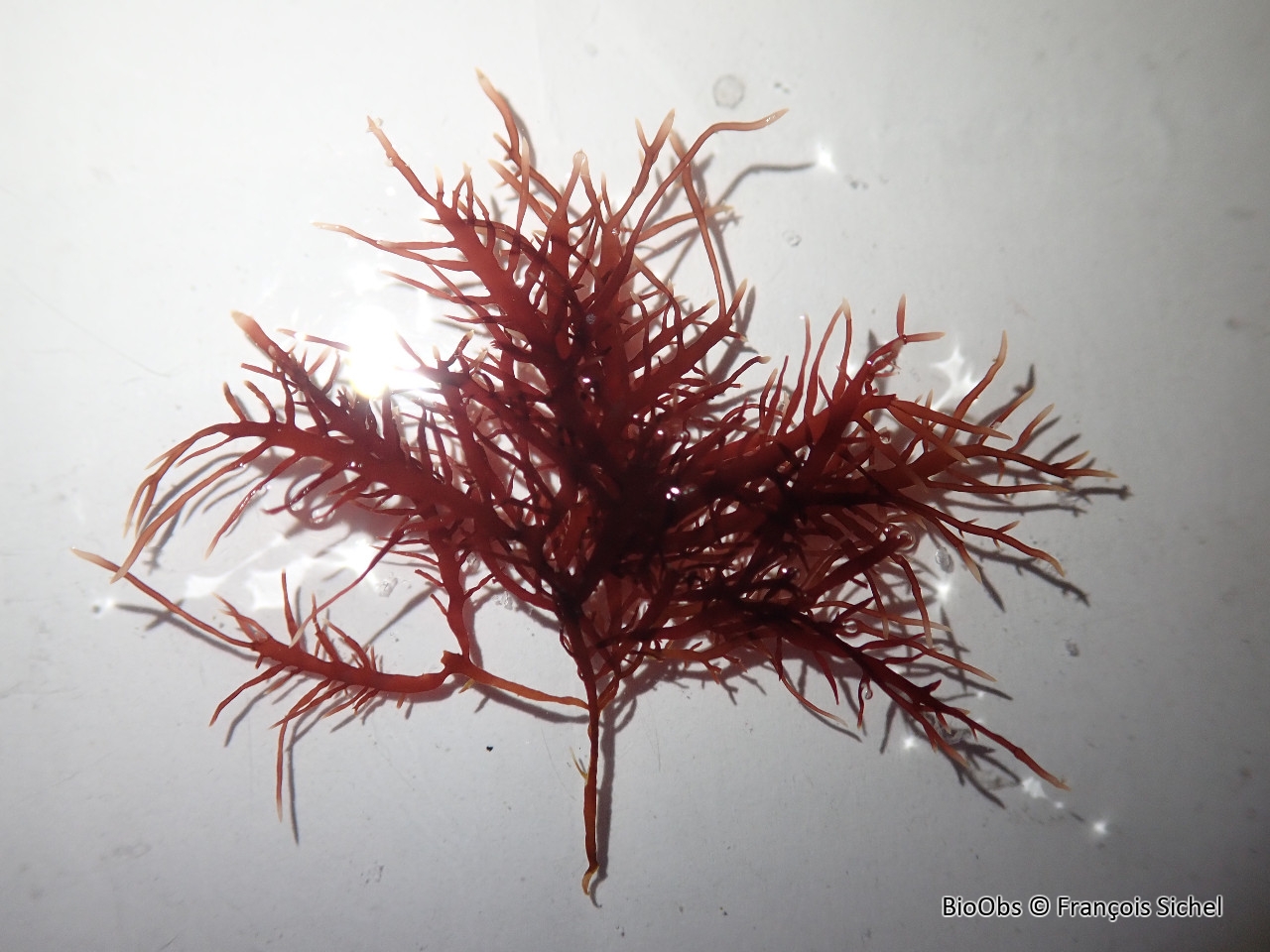 Gelidium enchevêtré - Gelidium pulchellum - François Sichel - BioObs