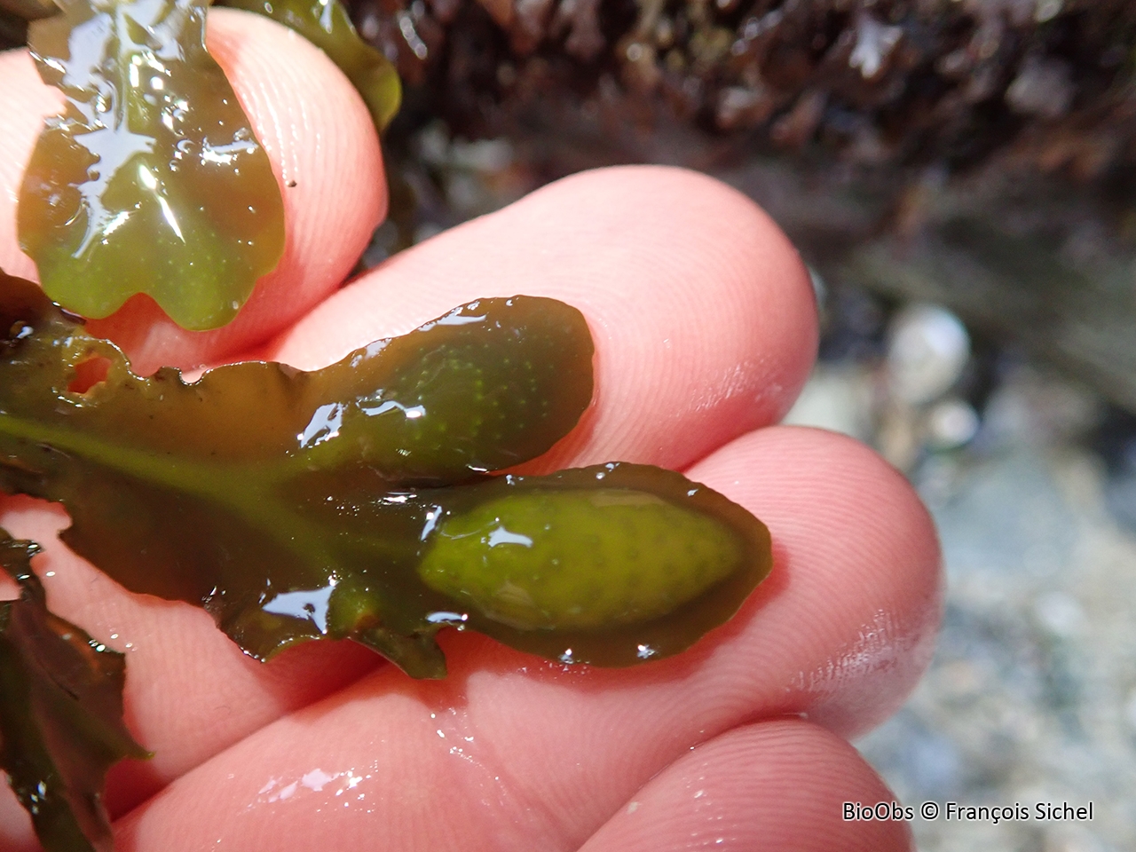 Fucus de Guiry - Fucus guiryi - François Sichel - BioObs