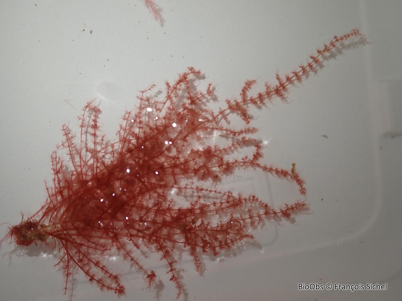 Algue rouge verticillée