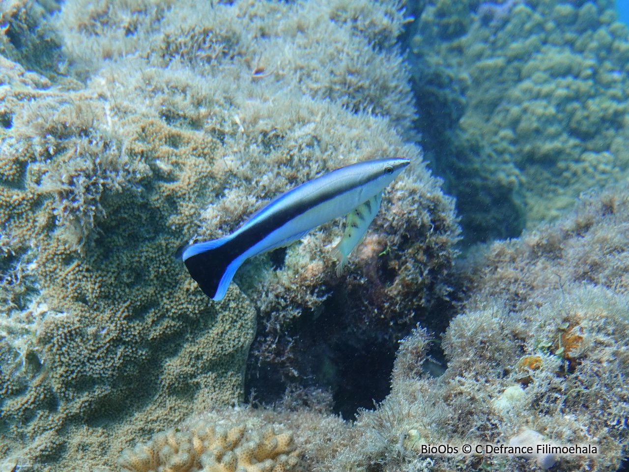 Labre nettoyeur commun - Labroides dimidiatus - C Defrance Filimoehala - BioObs