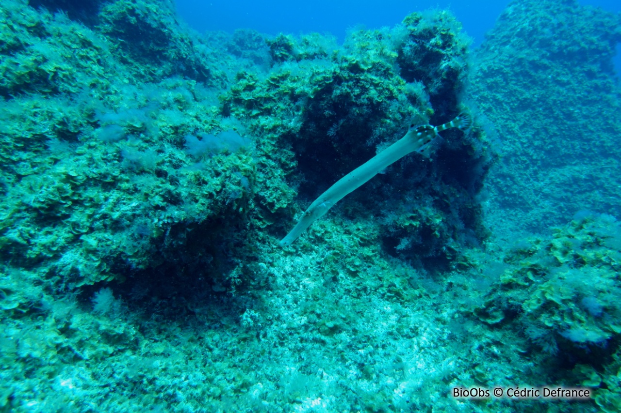 Poisson trompette de l'atlantique - Aulostomus strigosus - Cédric Defrance - BioObs