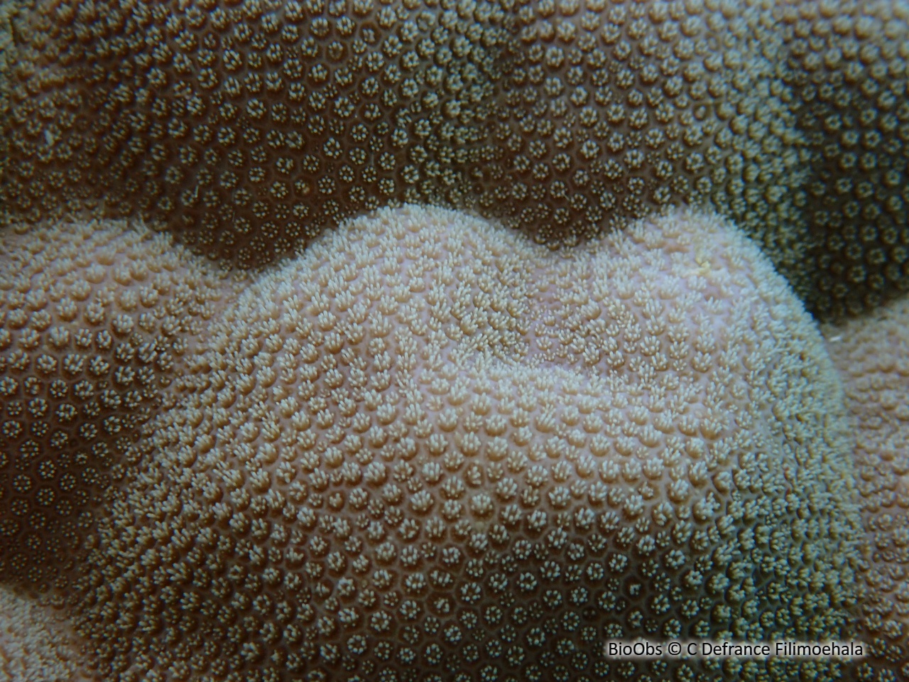 Porites (genre) - Porites sp - C Defrance Filimoehala - BioObs