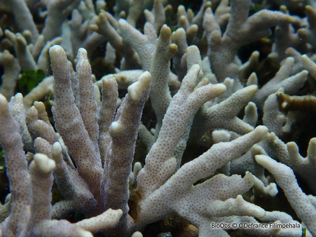 Porites (genre) - Porites sp - C Defrance Filimoehala - BioObs