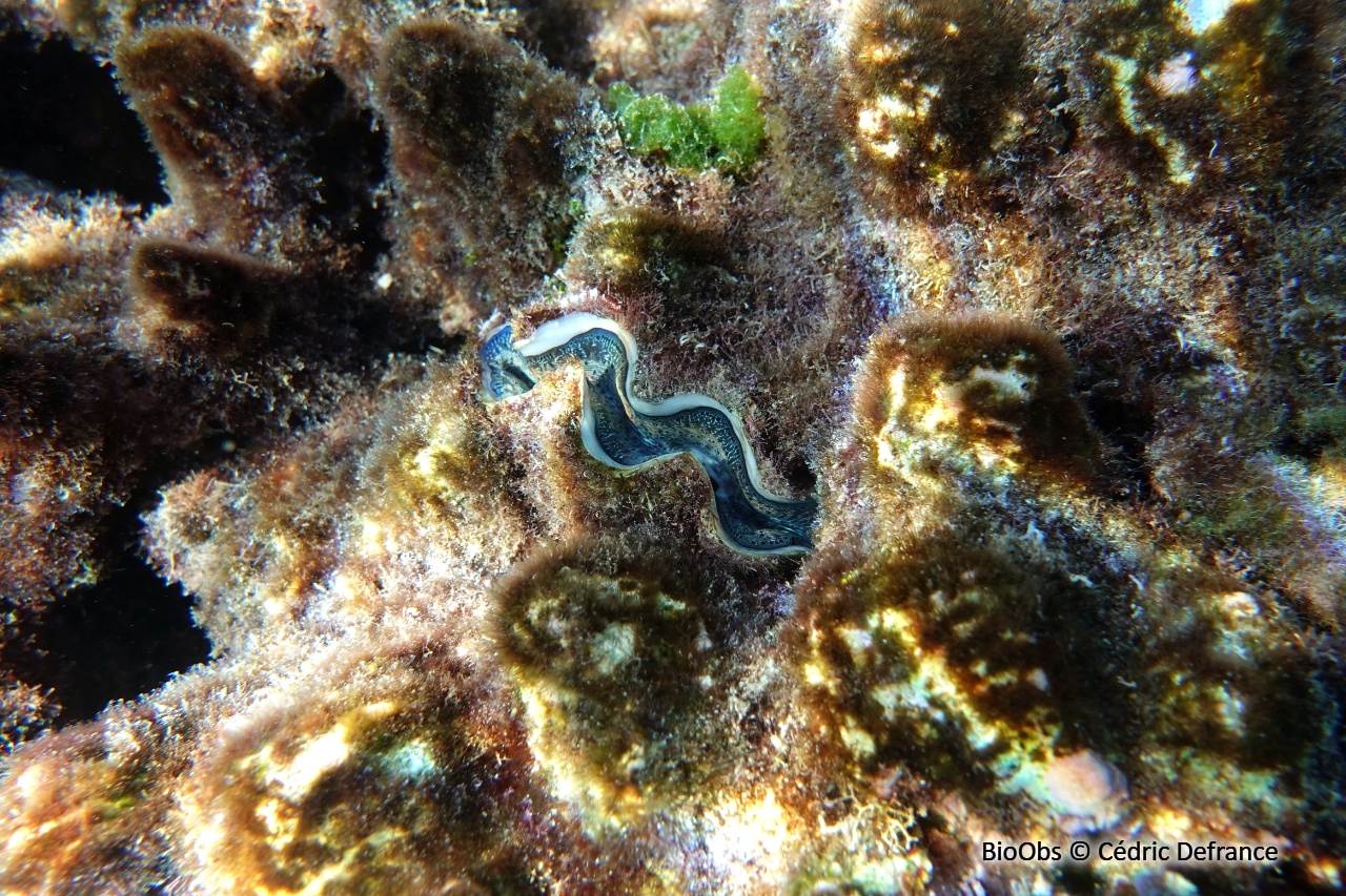 Bénitier crocus - Tridacna crocea - Cédric Defrance - BioObs