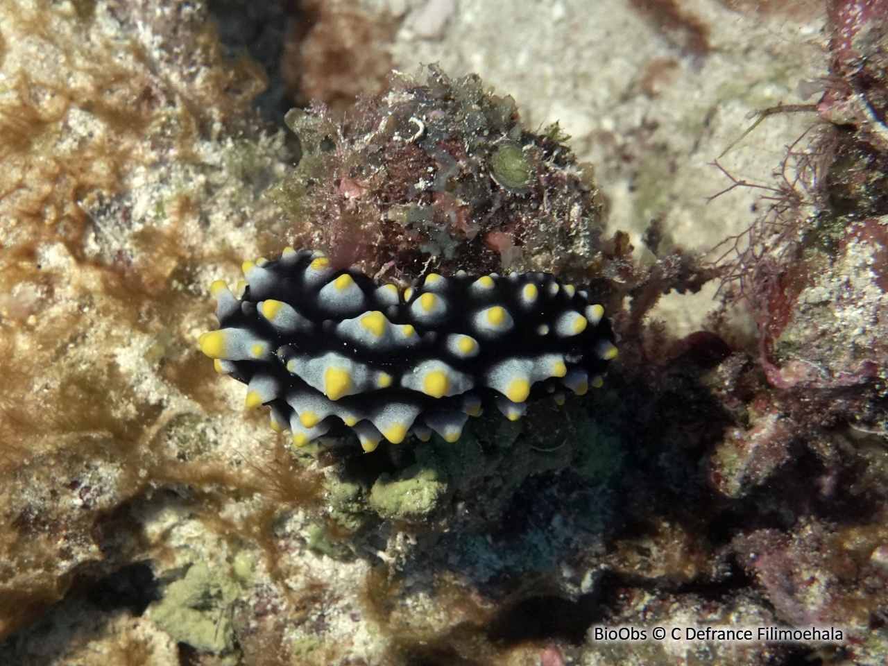 Phyllidie de Carlson et Hoff - Phyllidia carlsonhoffi - C Defrance Filimoehala - BioObs