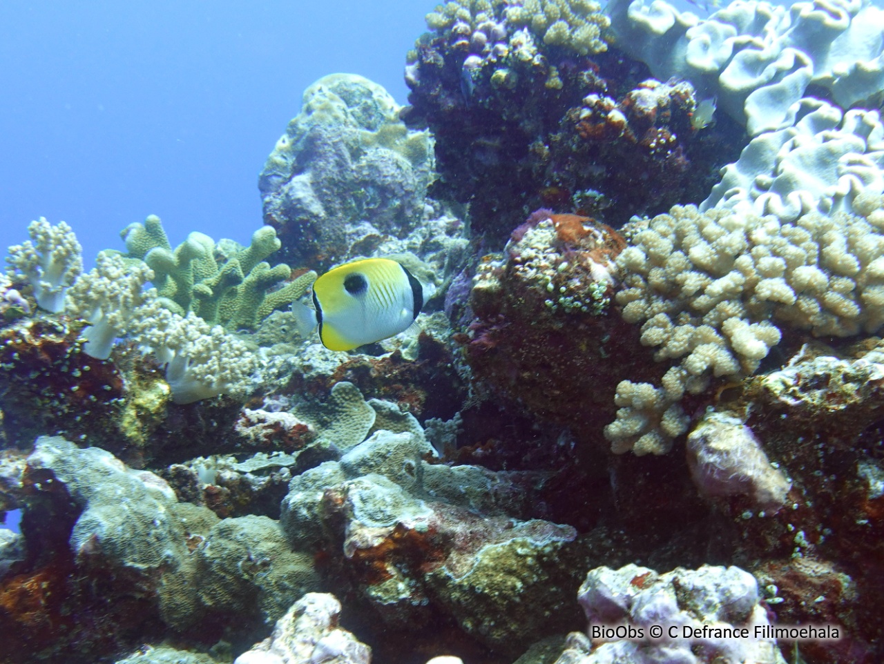 Poisson-papillon à larme du Pacifique - Chaetodon unimaculatus - C Defrance Filimoehala - BioObs