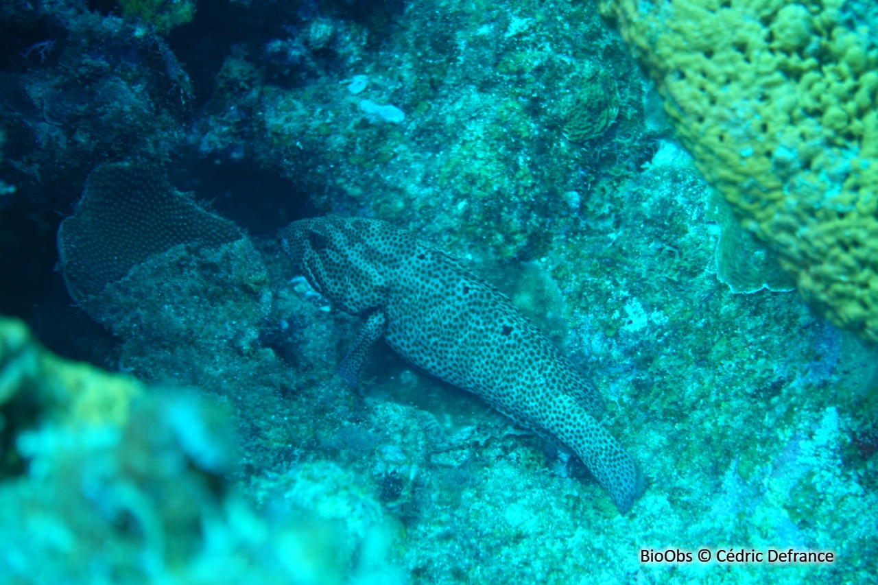 Mérou de roche Caraïbes - Cephalopholis cruentata - Cédric Defrance - BioObs