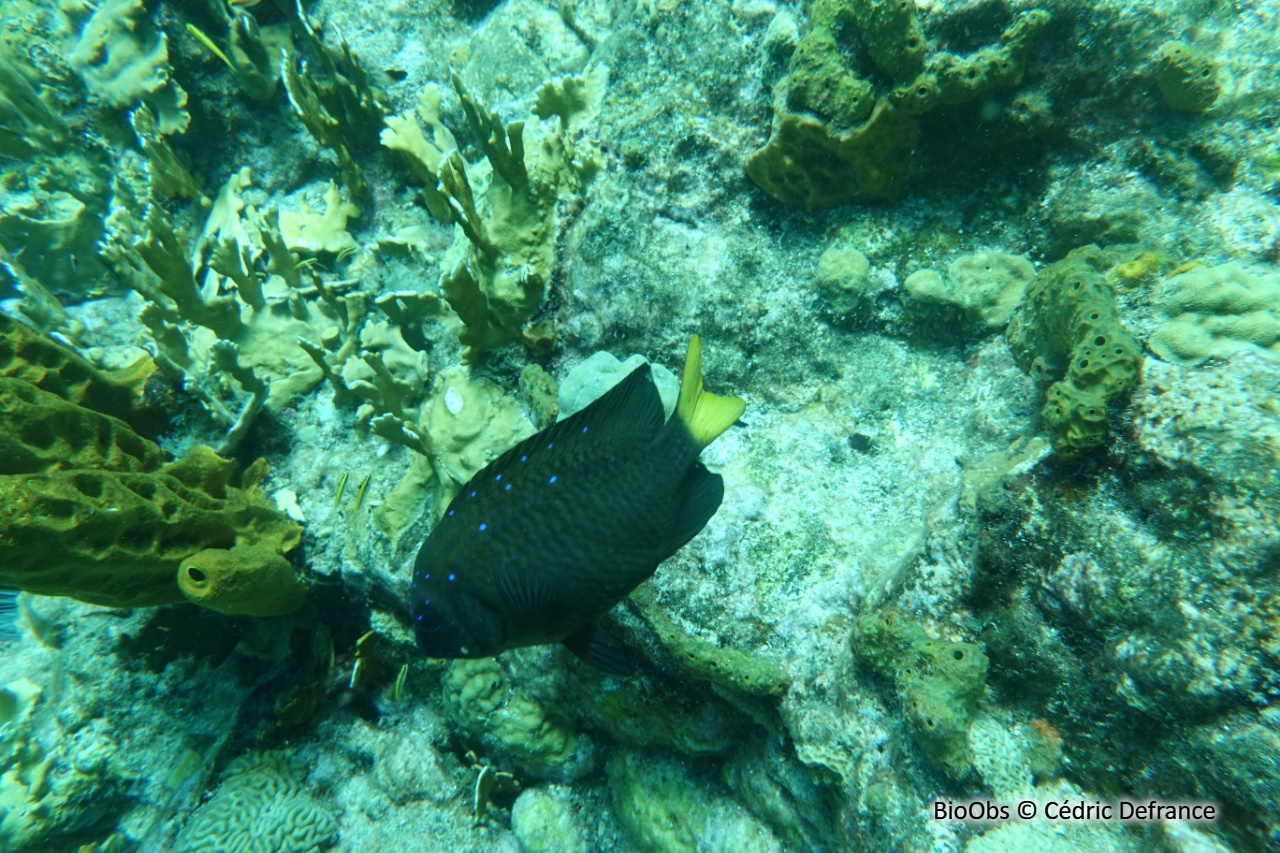 Chaffet queue jaune - Microspathodon chrysurus - Cédric Defrance - BioObs