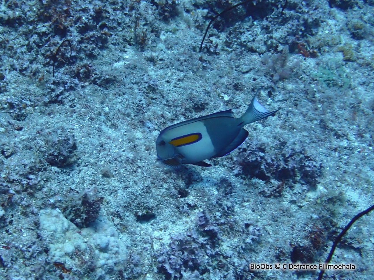 Chirurgien à épaulettes - Acanthurus olivaceus - C Defrance Filimoehala - BioObs