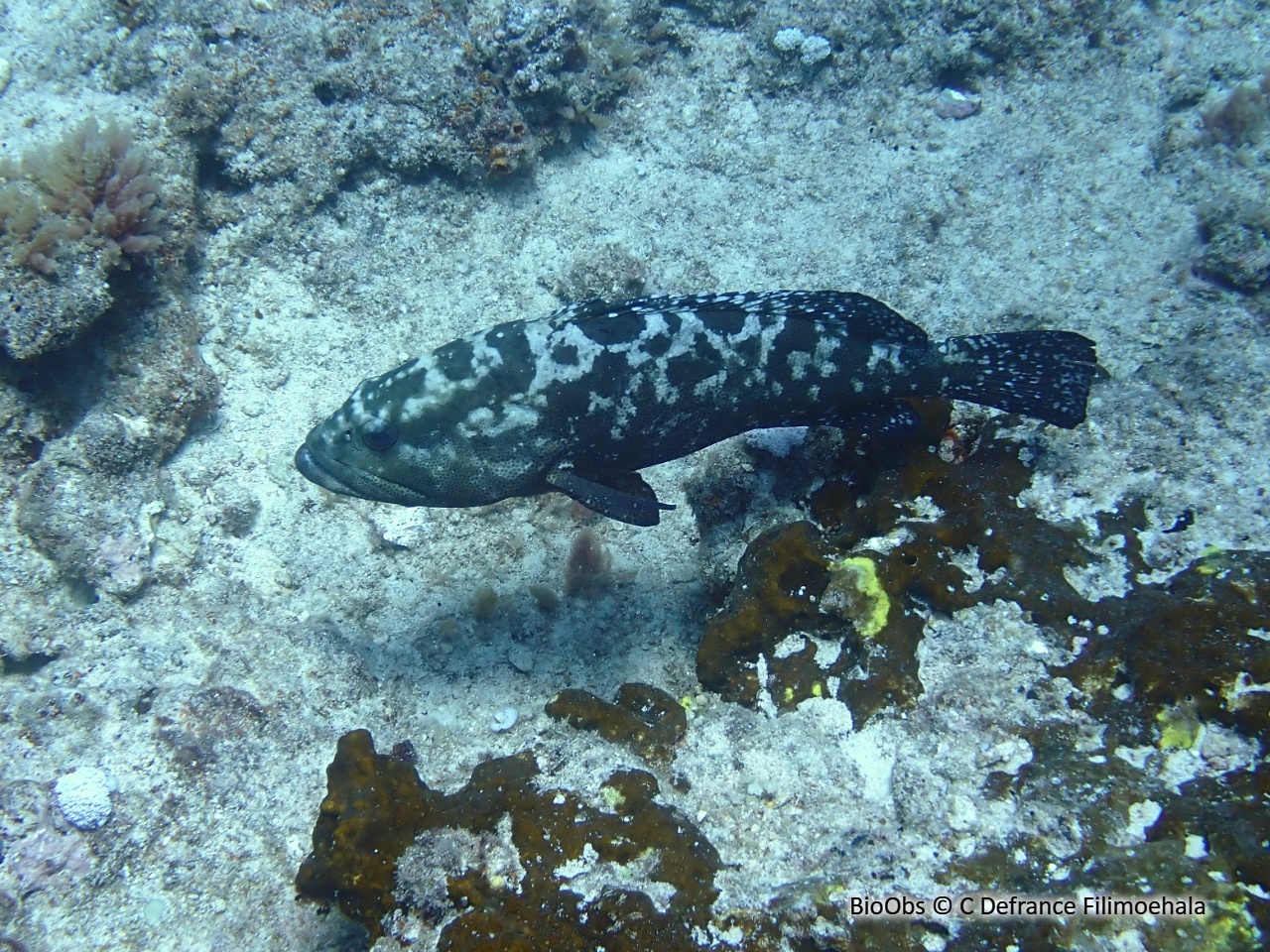 Mérou camouflage - Epinephelus polyphekadion - C Defrance Filimoehala - BioObs