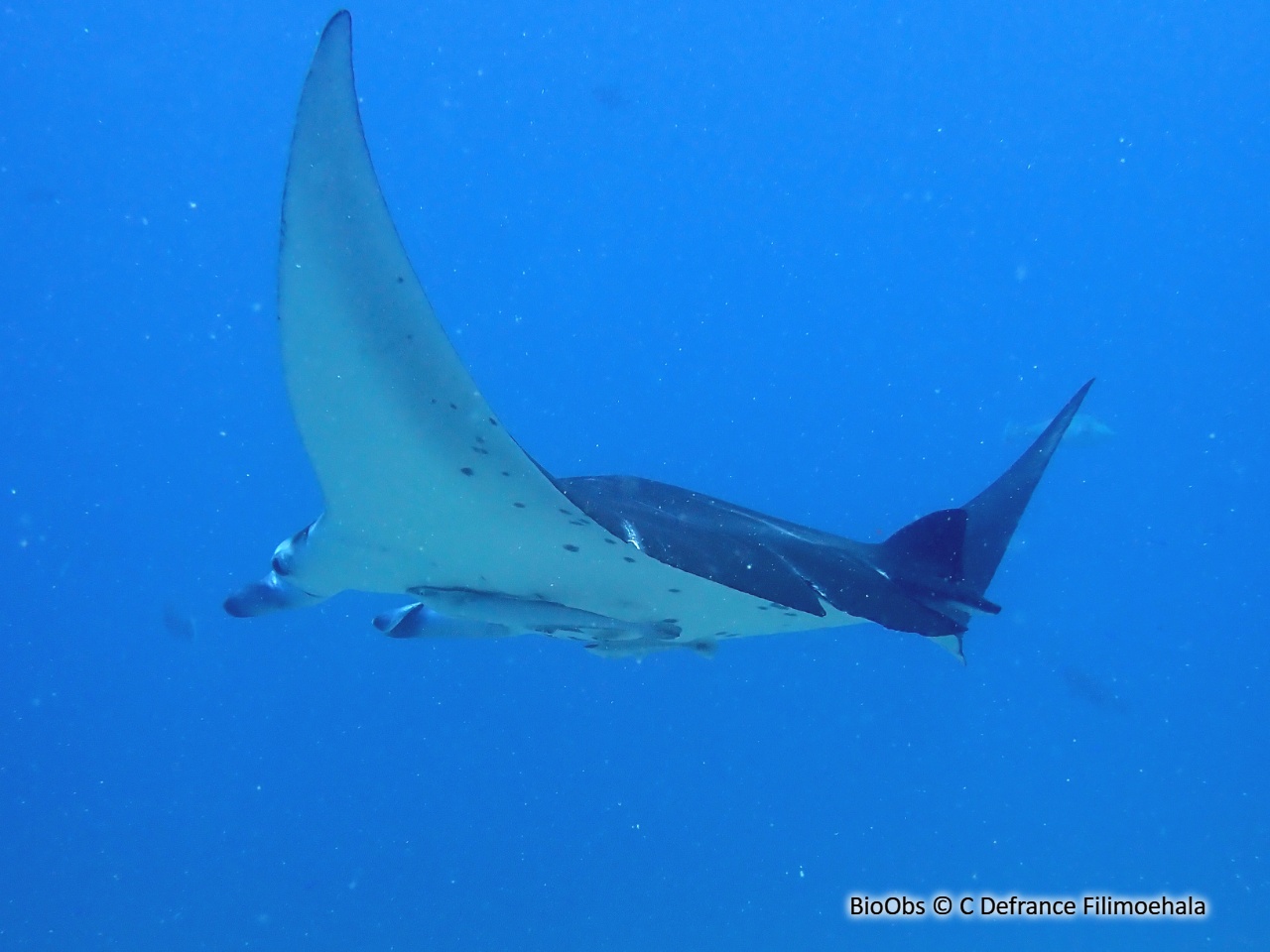 Manta d'Alfred - Mobula alfredi - C Defrance Filimoehala - BioObs