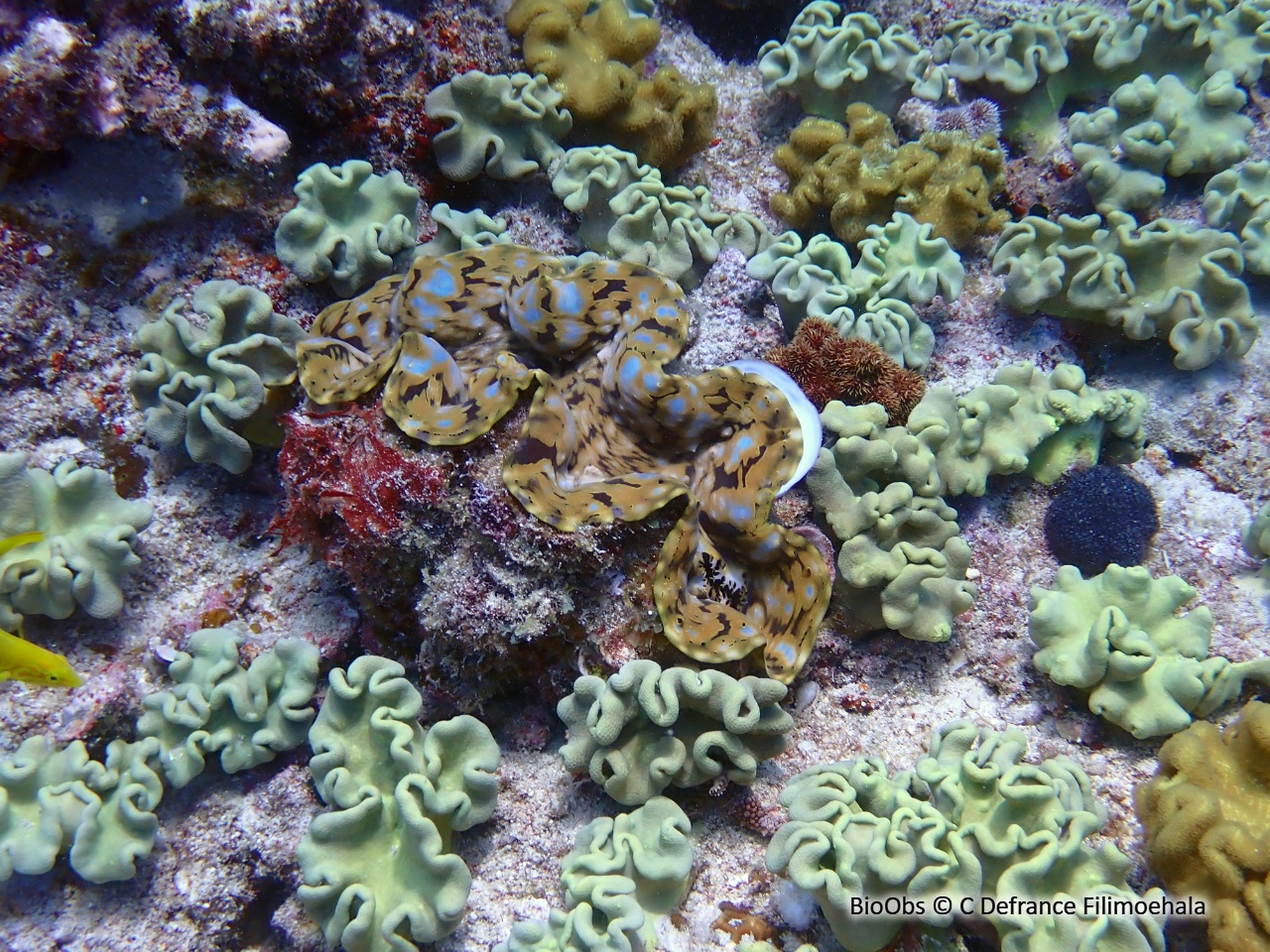 Grand bénitier gaufré - Tridacna squamosa - C Defrance Filimoehala - BioObs