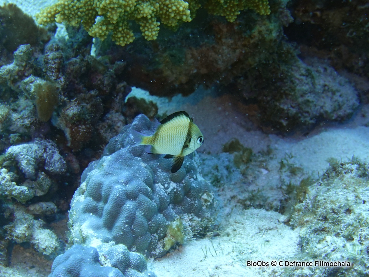 Demoiselle réticulée - Dascyllus reticulatus - C Defrance Filimoehala - BioObs