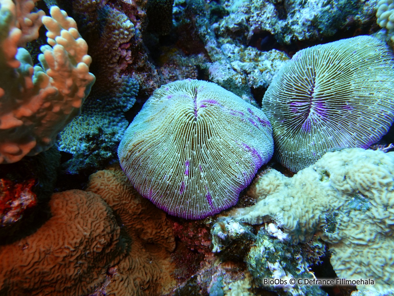 Corail champignon - Fungia fungites - C Defrance Filimoehala - BioObs