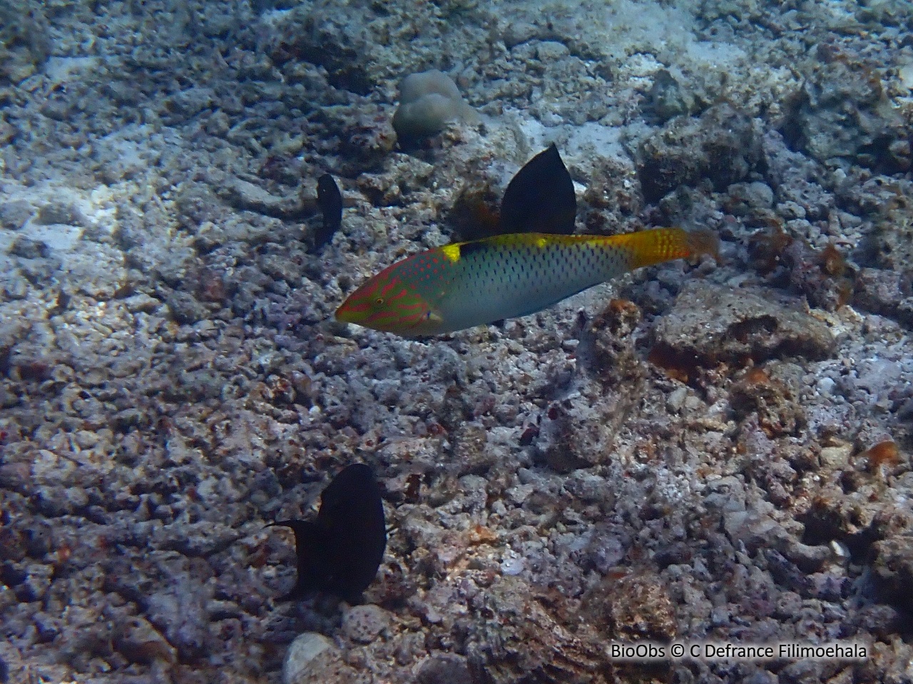 Labre-échiquier - Halichoeres hortulanus - C Defrance Filimoehala - BioObs