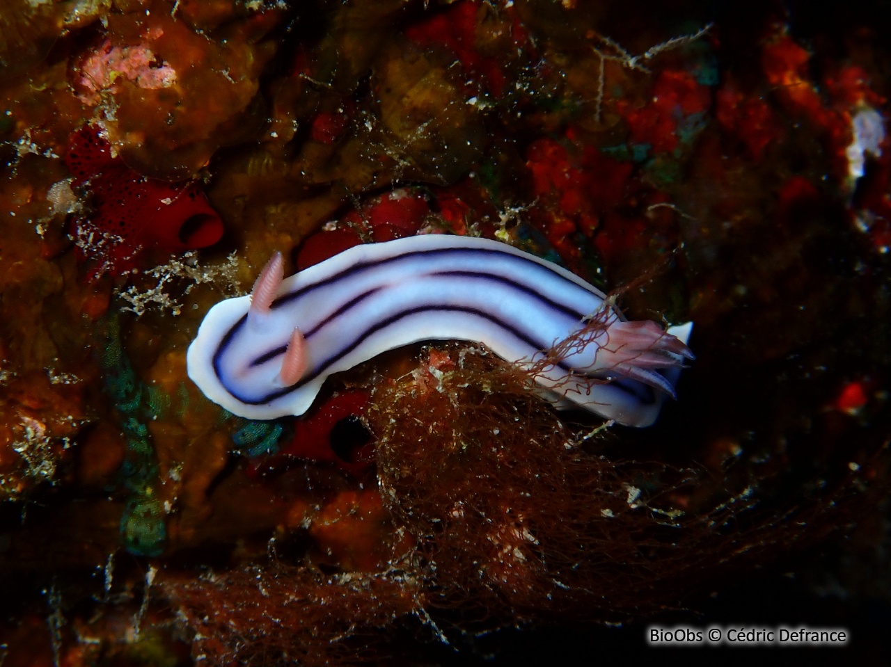 Doris de Loch - Chromodoris lochi - Cédric Defrance - BioObs