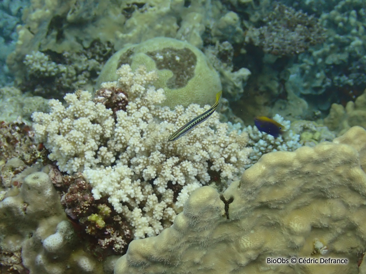 Blennie à dents acérées - Plagiotremus tapeinosoma - Cédric Defrance - BioObs