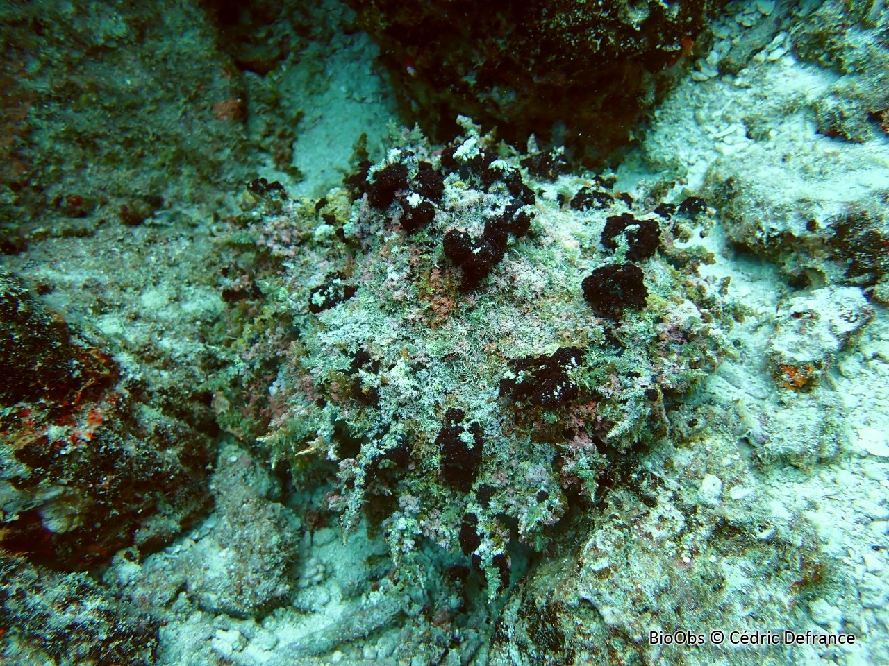 Anemone de nuit - Phyllodiscus semoni - Cédric Defrance - BioObs