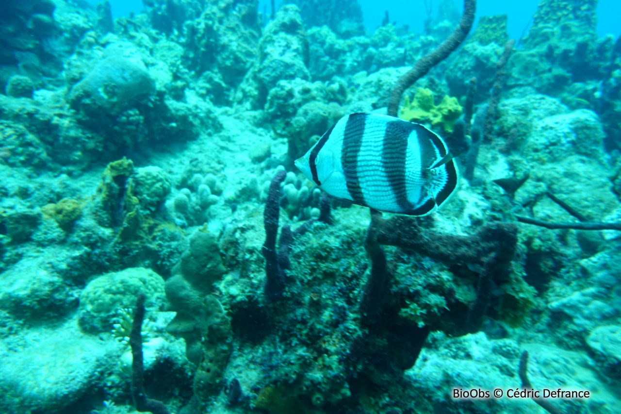 Poisson-papillon strié - Chaetodon striatus - Cédric Defrance - BioObs