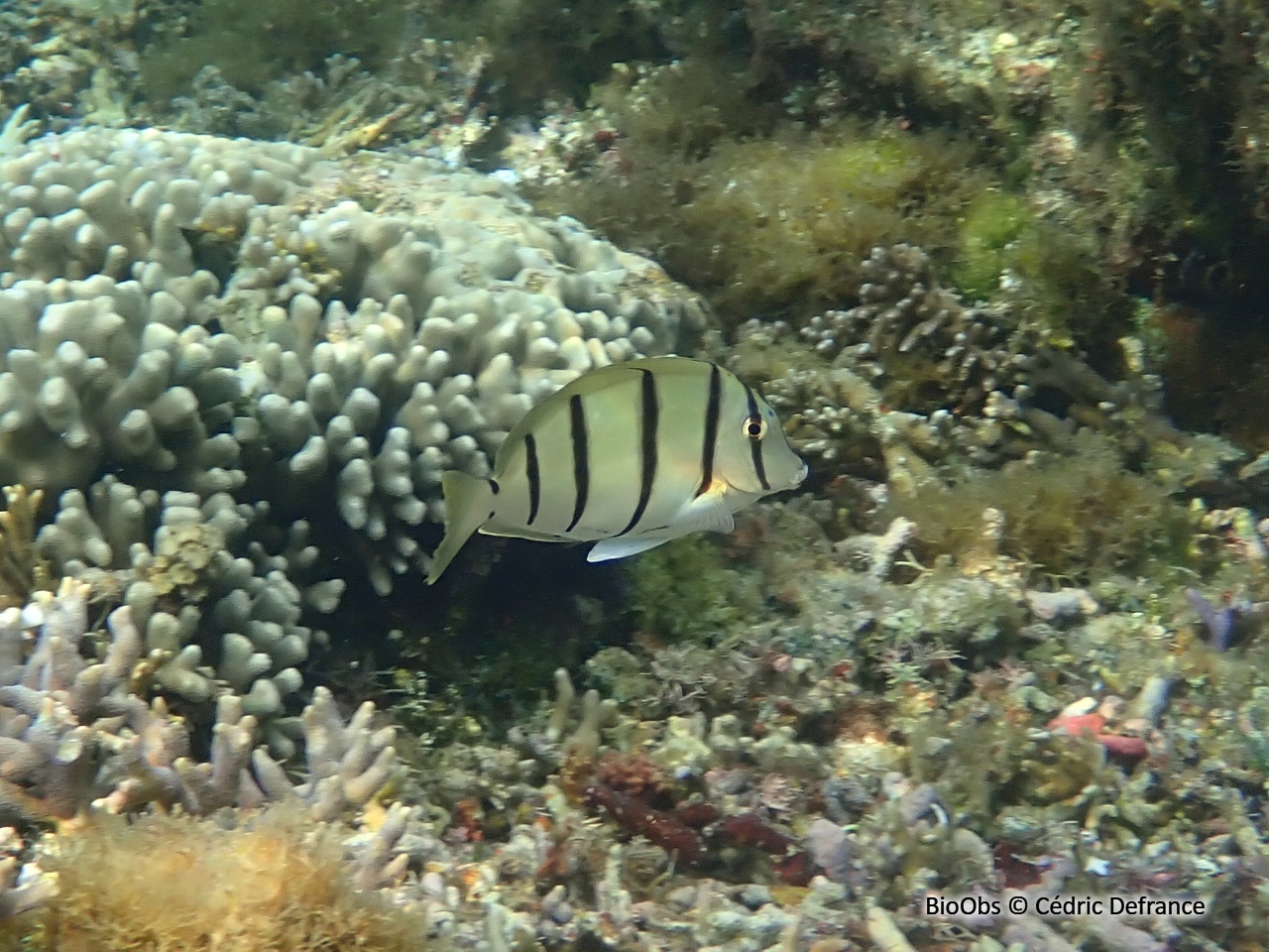 Chirurgien-bagnard - Acanthurus triostegus - Cédric Defrance - BioObs