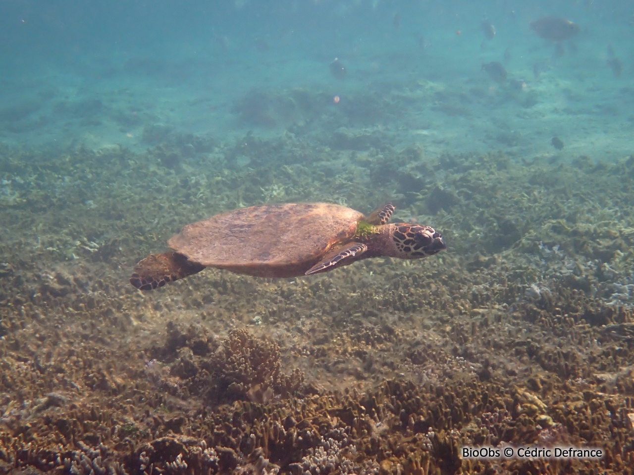 Tortue imbriquée - Eretmochelys imbricata - Cédric Defrance - BioObs