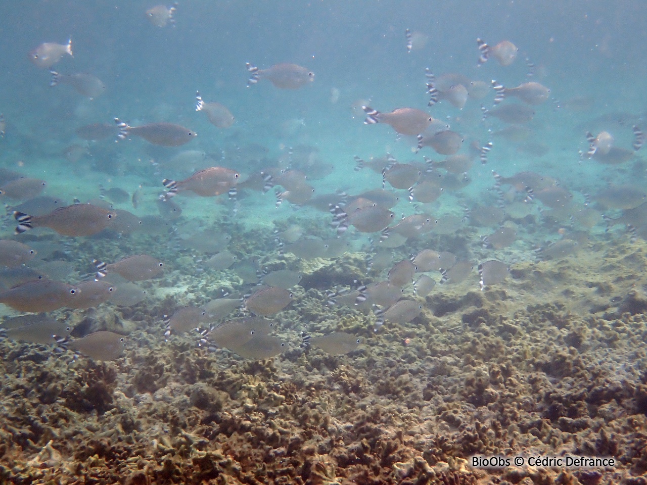 Poisson pavillon rayé - Kuhlia mugil - Cédric Defrance - BioObs