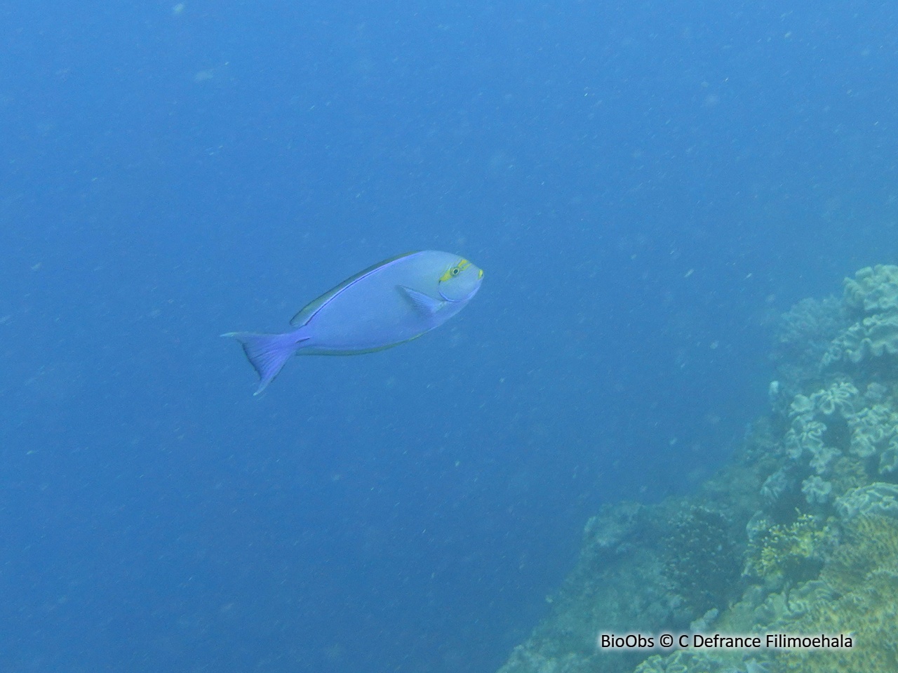 Chirurgien pâle - Acanthurus mata - C Defrance Filimoehala - BioObs