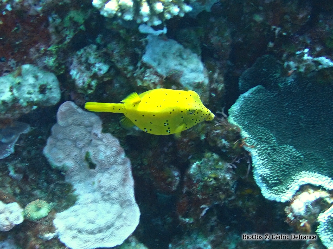 Poisson-coffre jaune - Ostracion cubicus - Cédric Defrance - BioObs