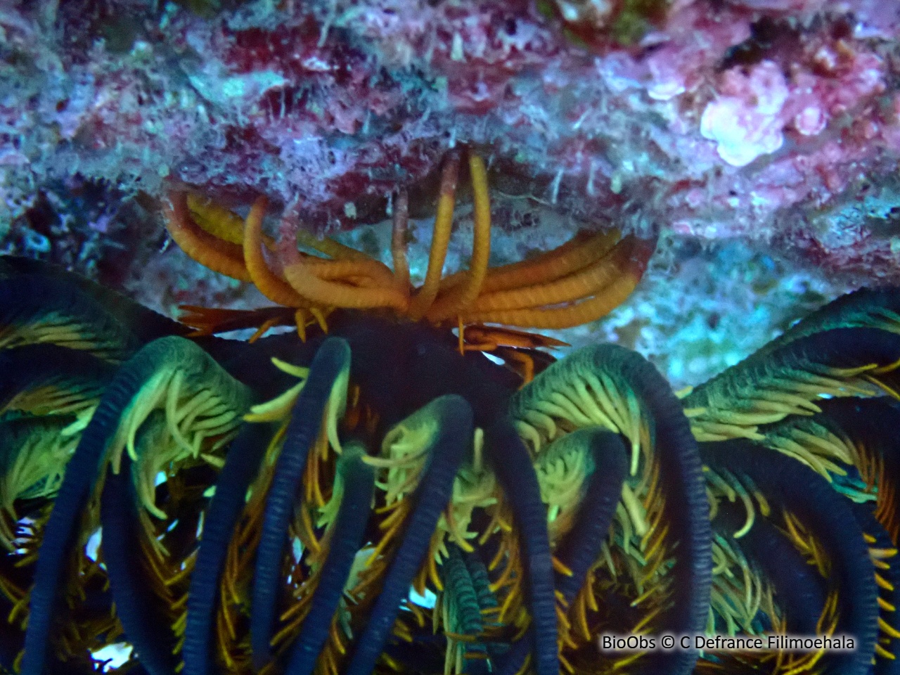 Galathée des comatules - Allogalathea elegans - C Defrance Filimoehala - BioObs