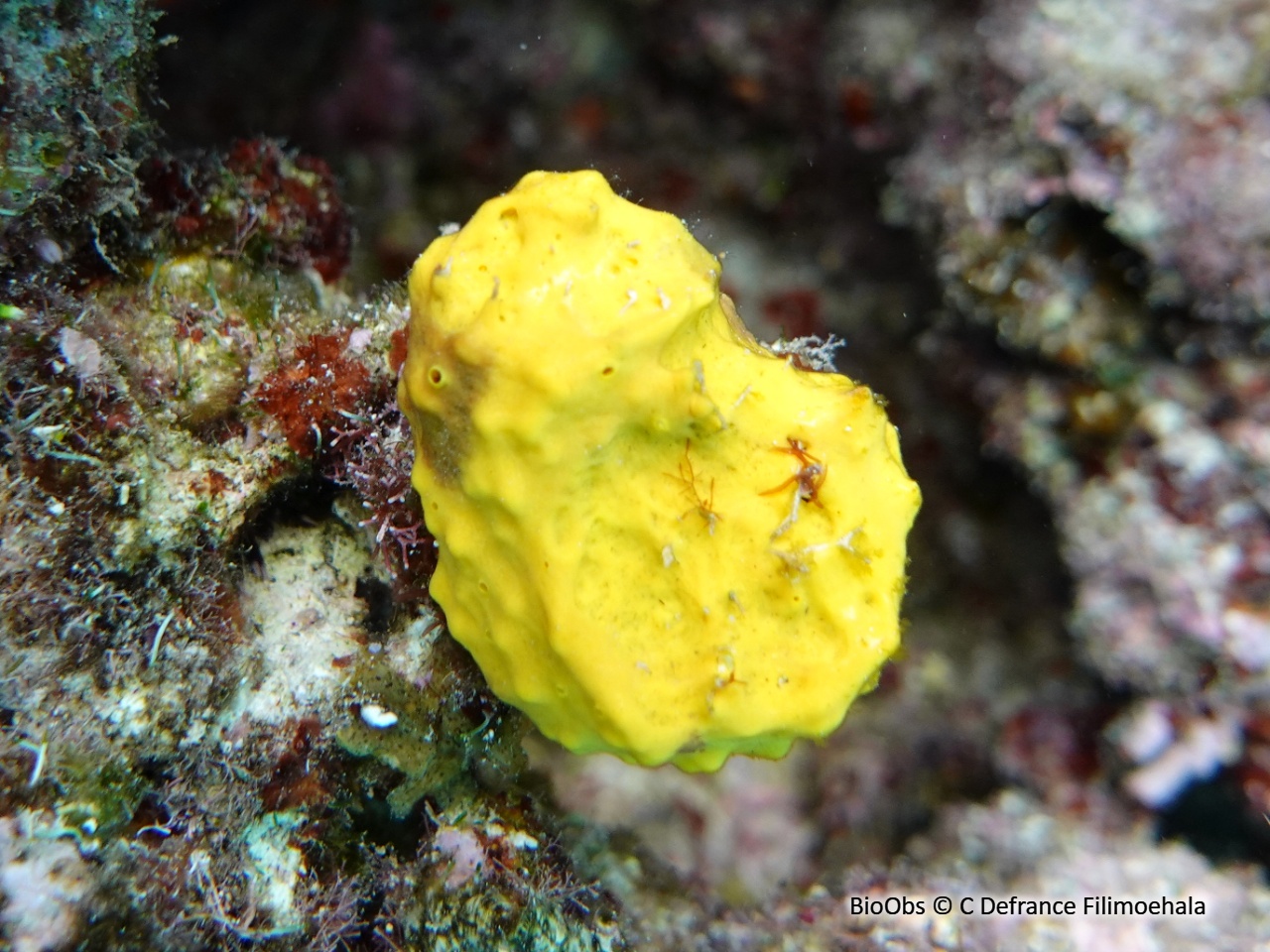 Eponge lobée jaune - Leucetta chagosensis - C Defrance Filimoehala - BioObs