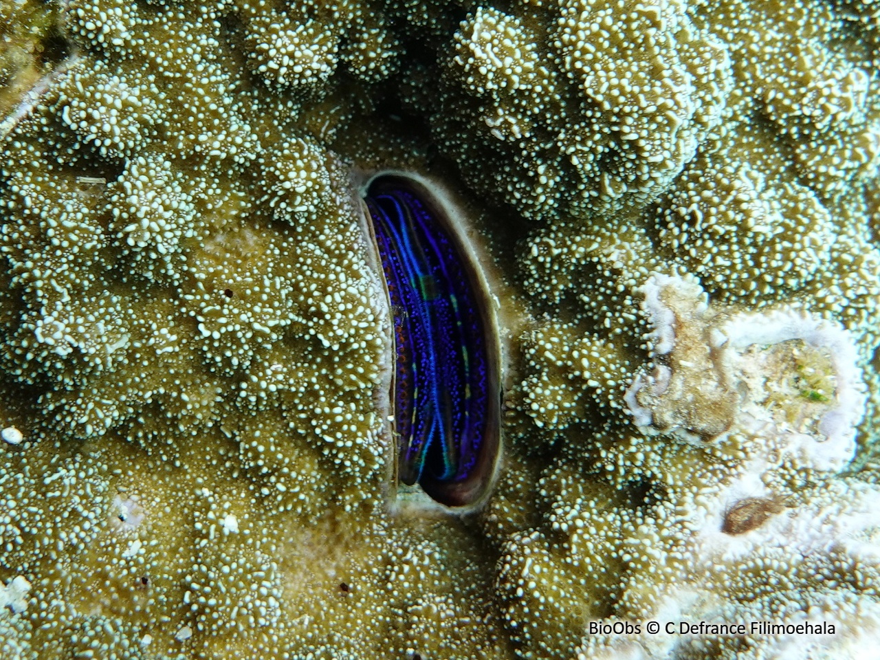 Huître corallicole - Pedum spondyloideum - C Defrance Filimoehala - BioObs