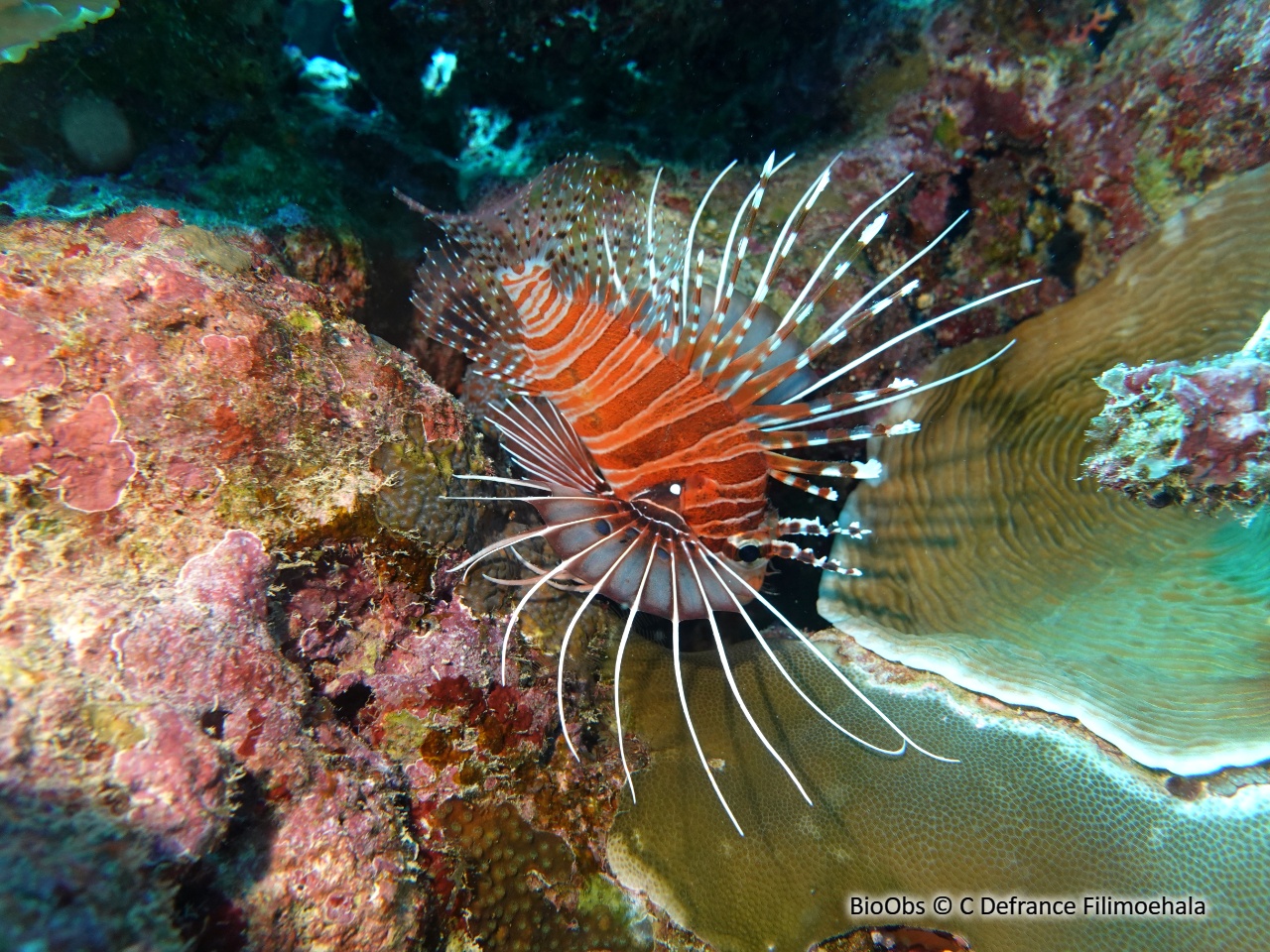 Poisson-scorpion à antennes - Pterois antennata - C Defrance Filimoehala - BioObs