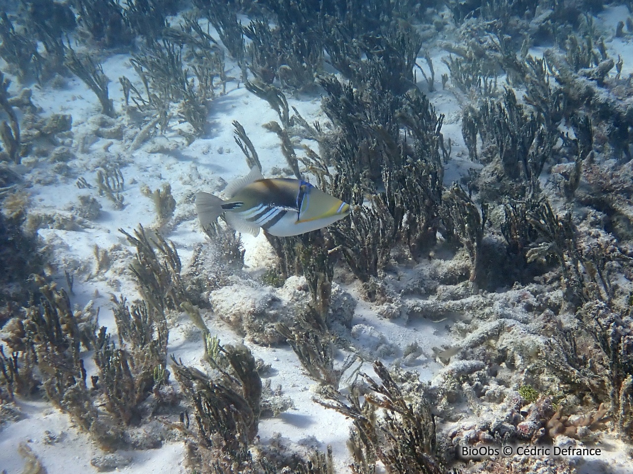 Baliste picasso clair - Rhinecanthus aculeatus - Cédric Defrance - BioObs
