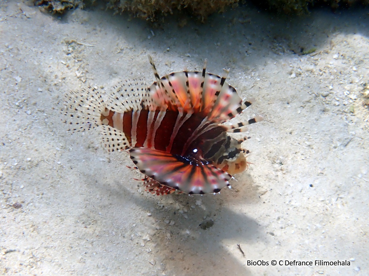 Ptérois-zèbre - Dendrochirus zebra - C Defrance Filimoehala - BioObs