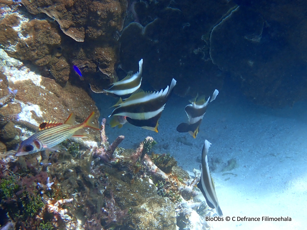 Poisson-cocher du Pacifique - Heniochus chrysostomus - C Defrance Filimoehala - BioObs