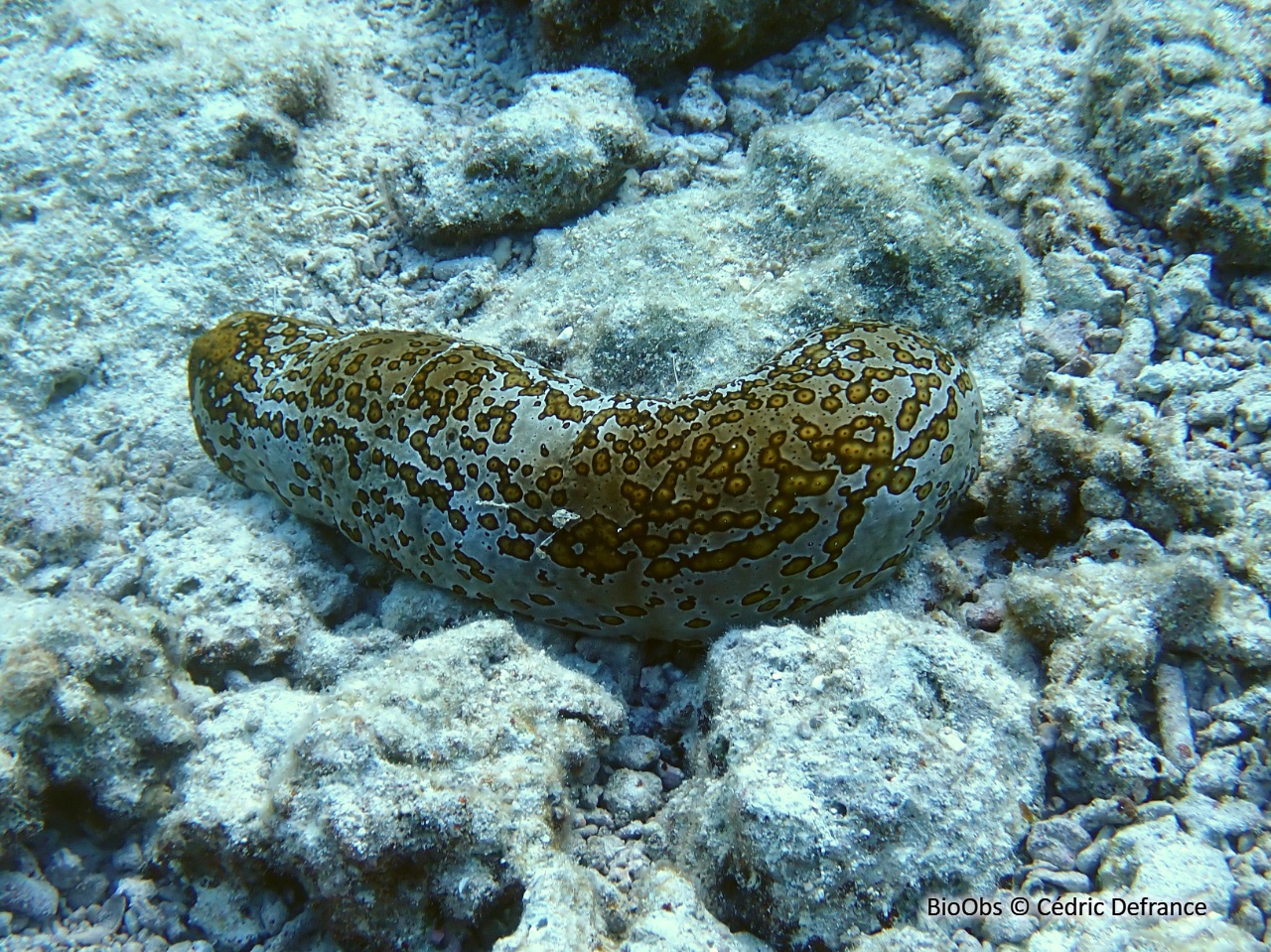 Holothurie léopard - Bohadschia argus - Cédric Defrance - BioObs