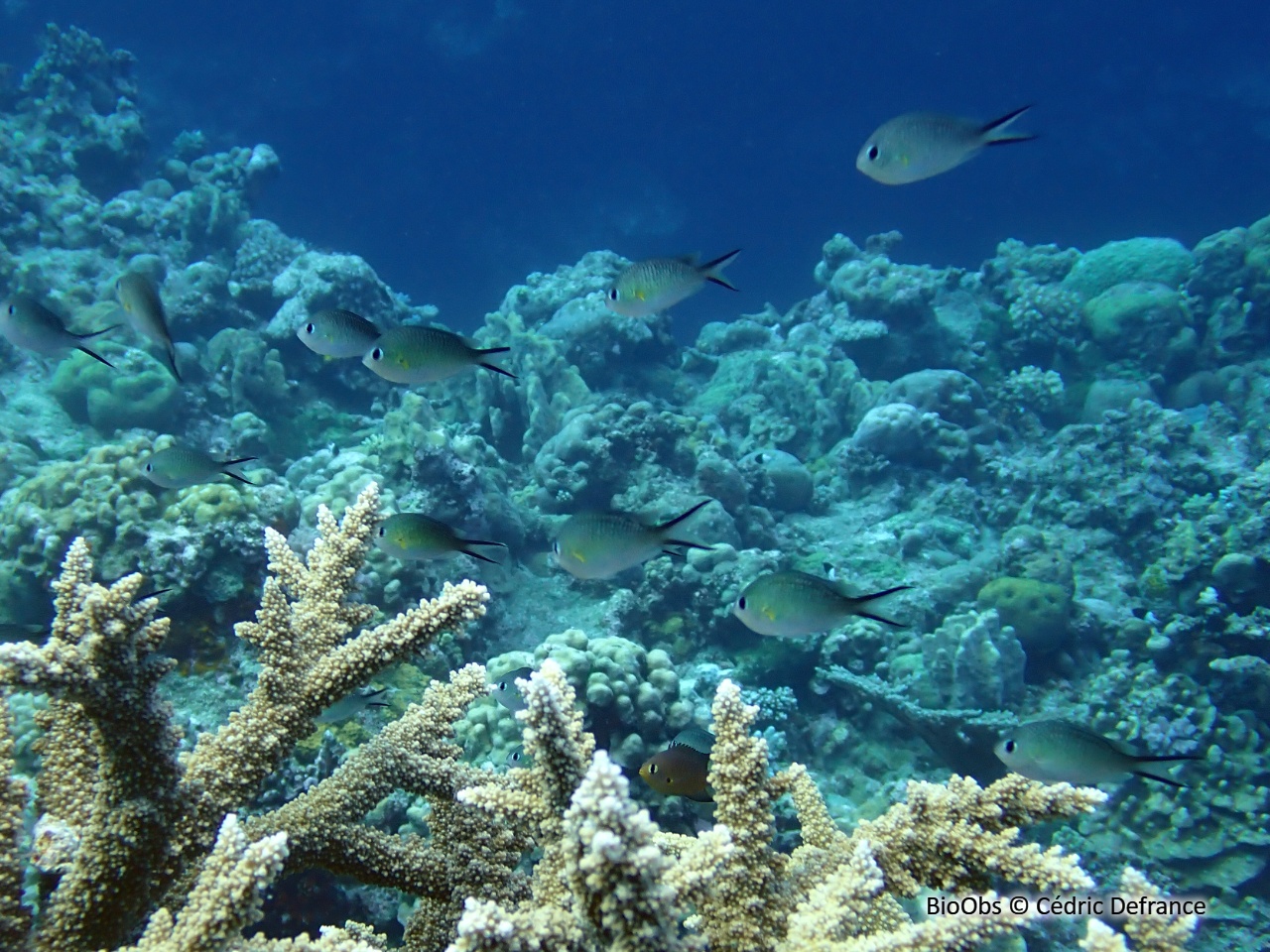 Hirondelle - Chromis ternatensis - Cédric Defrance - BioObs