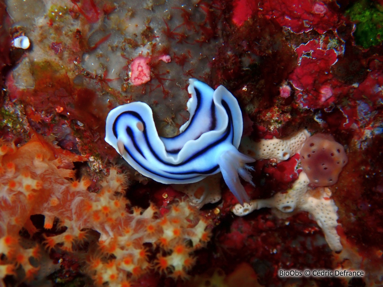 Doris de Loch - Chromodoris lochi - Cédric Defrance - BioObs