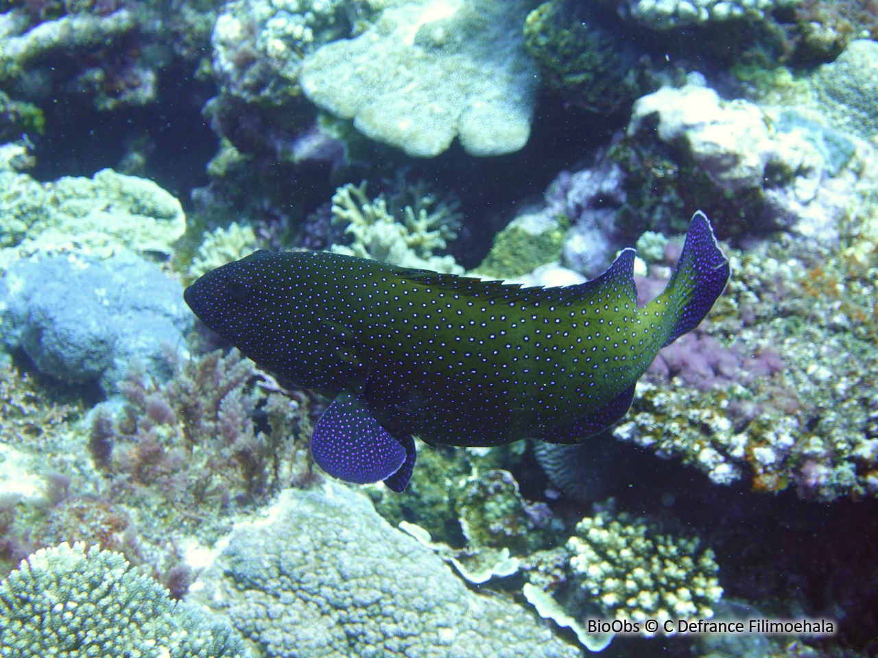 Mérou céleste - Cephalopholis argus - C Defrance Filimoehala - BioObs