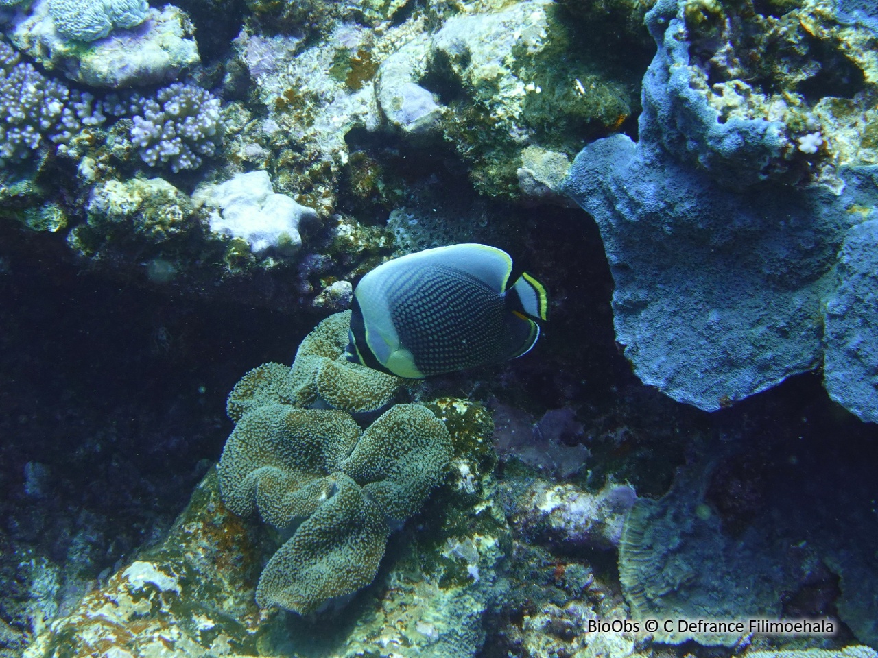 Poisson-papillon réticulé - Chaetodon reticulatus - C Defrance Filimoehala - BioObs