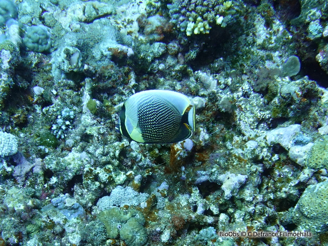 Poisson-papillon réticulé - Chaetodon reticulatus - C Defrance Filimoehala - BioObs