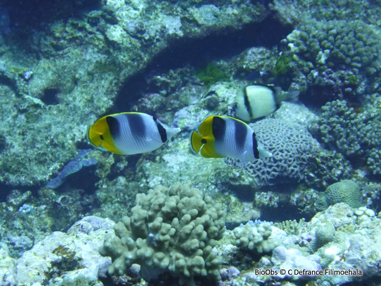 Poisson-papillon à 2 selles du pacifique - Chaetodon ulietensis - C Defrance Filimoehala - BioObs