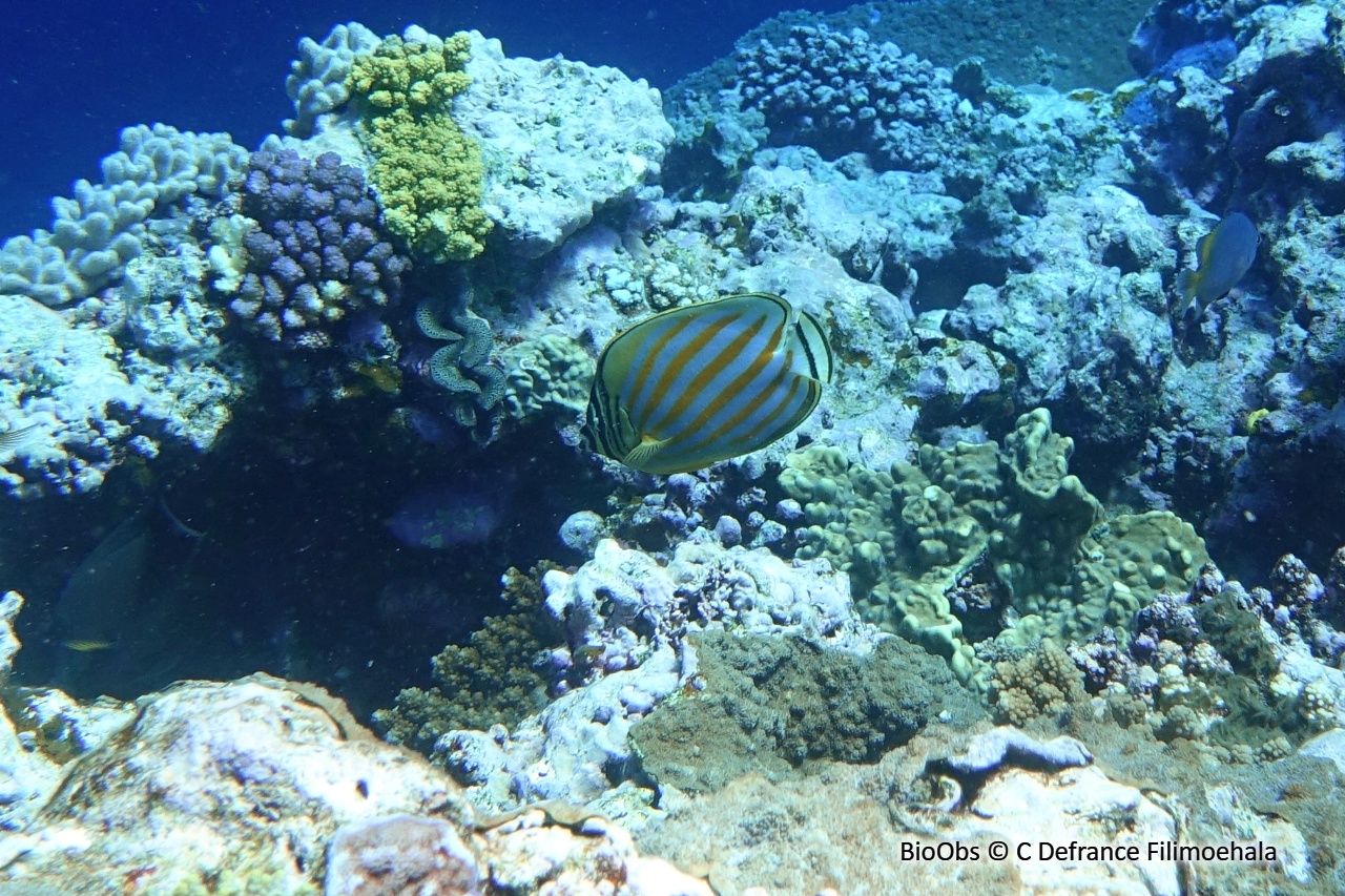 Poisson-papillon orné - Chaetodon ornatissimus - C Defrance Filimoehala - BioObs