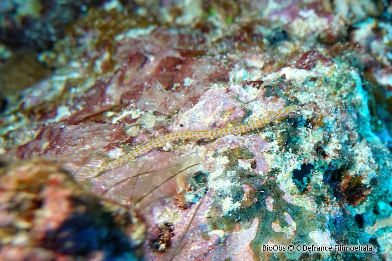 Syngnathe ocellé - Corythoichthys ocellatus - C Defrance Filimoehala - BioObs