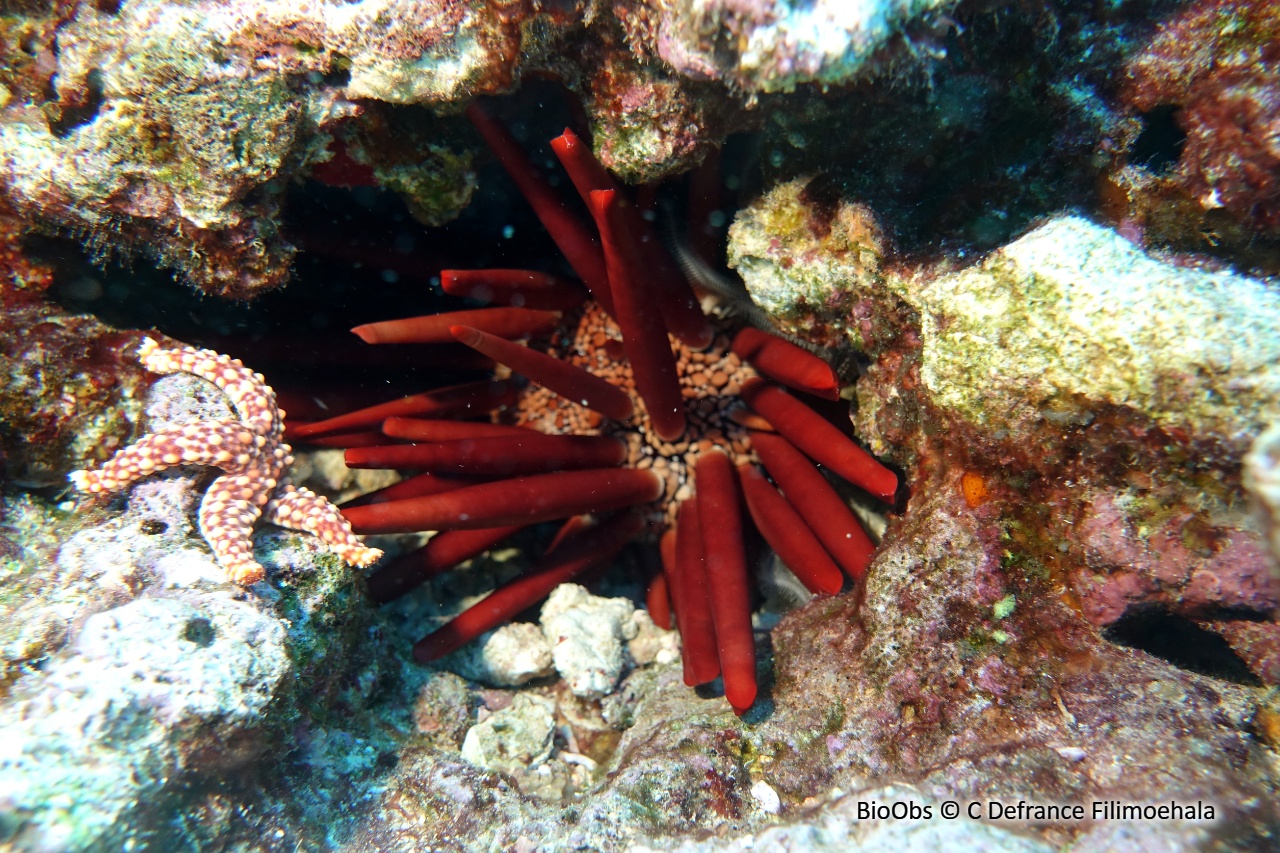 Oursin-crayon - Heterocentrotus mamillatus - C Defrance Filimoehala - BioObs