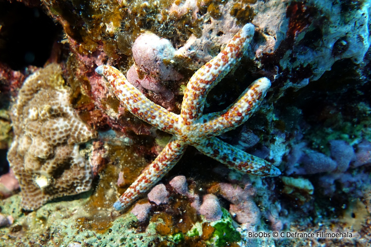 Cométe de mer - Linckia multifora - C Defrance Filimoehala - BioObs